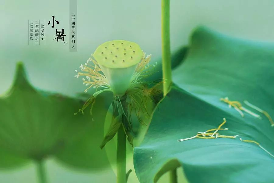 倏忽溫風至，因循小暑來!
